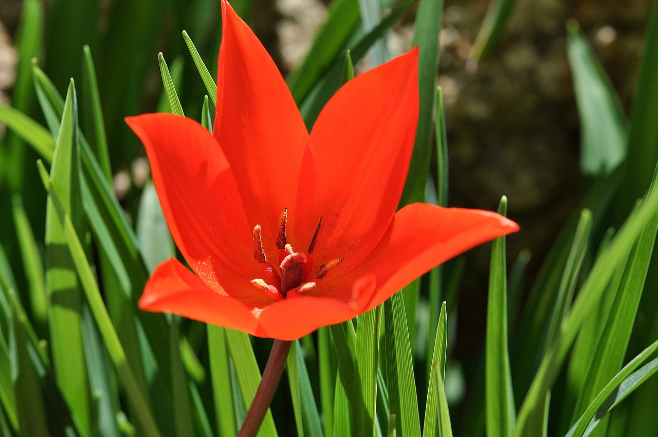 star tulip flower plant free photo