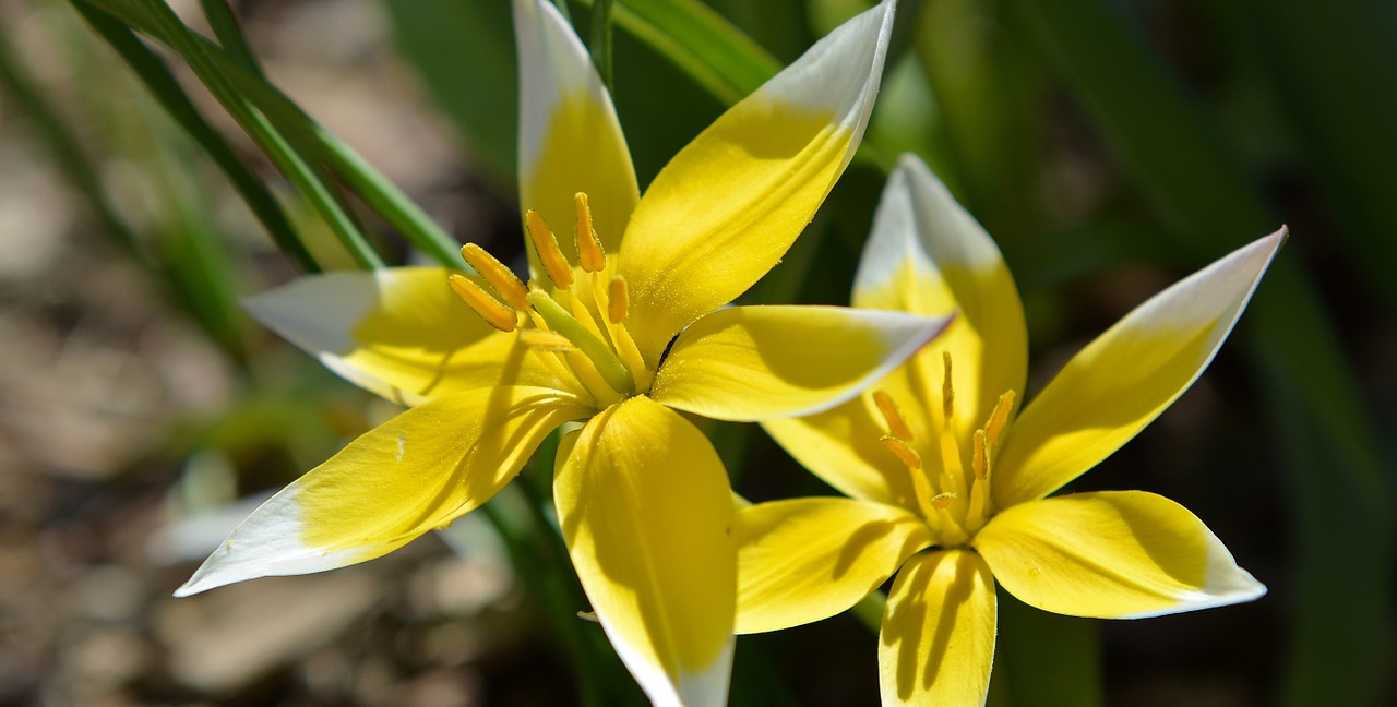 star tulip small star tulip flower free photo