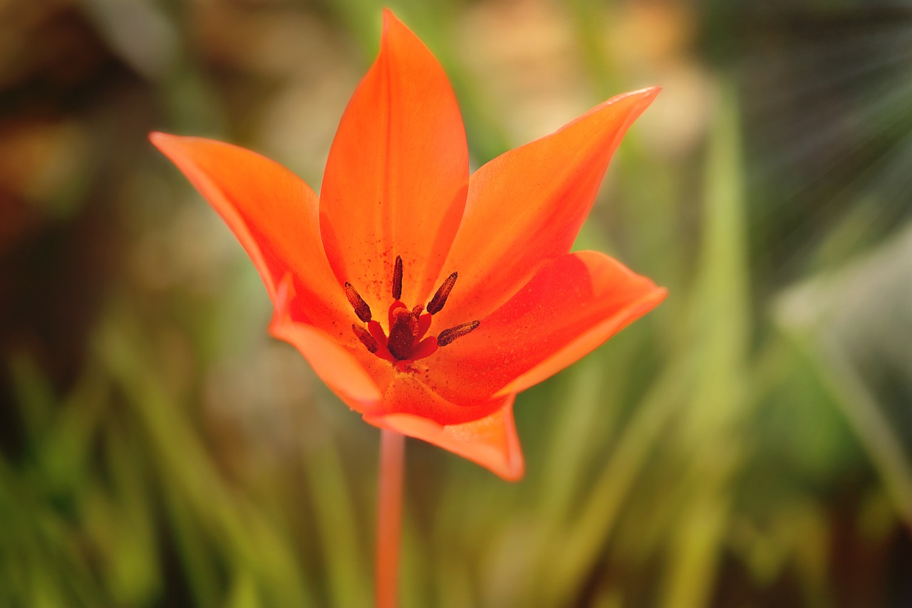 star tulip red blossom free photo