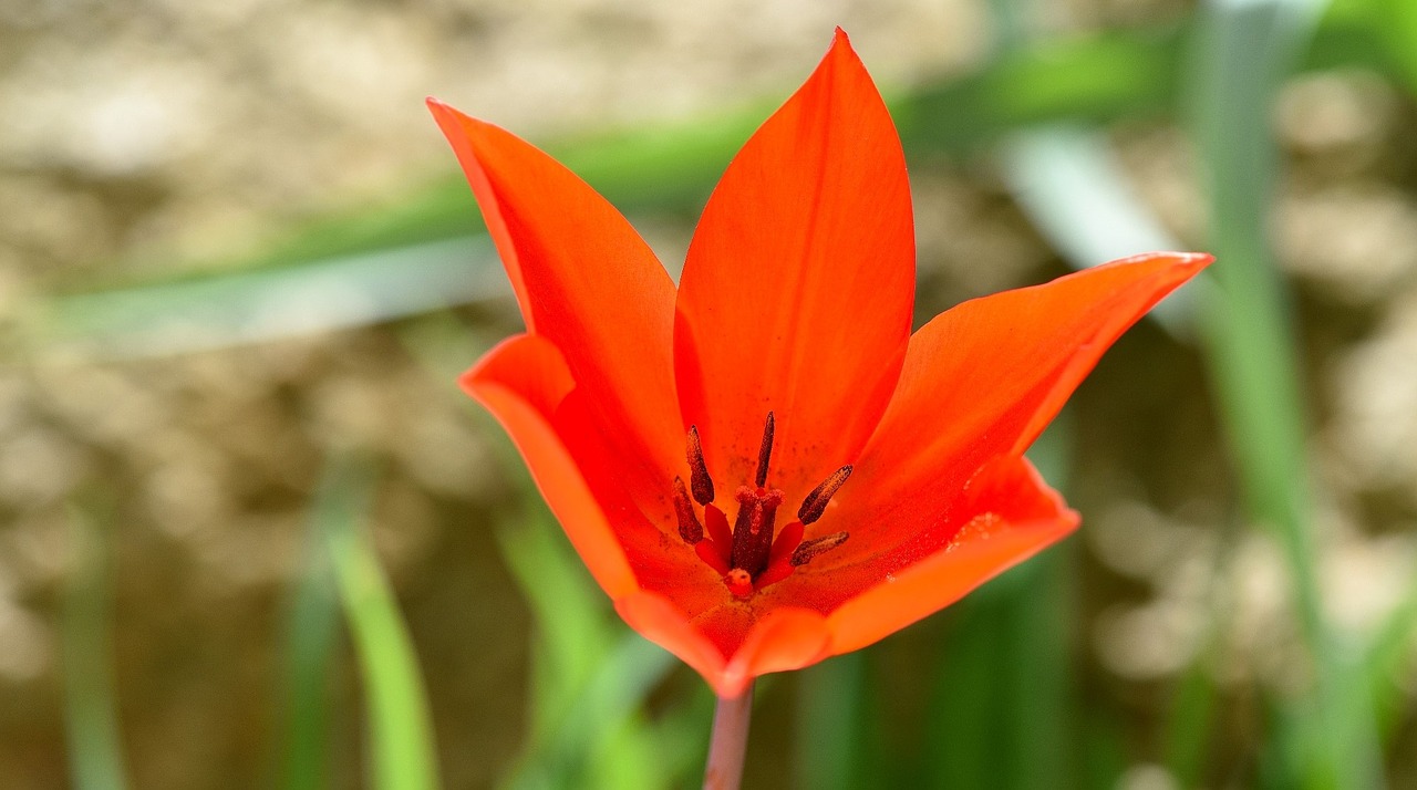 star tulip flower blossom free photo