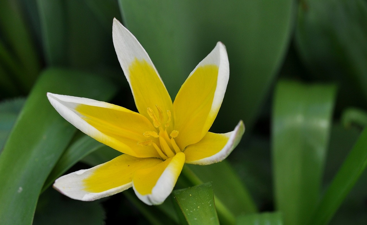 star tulip flower blossom free photo