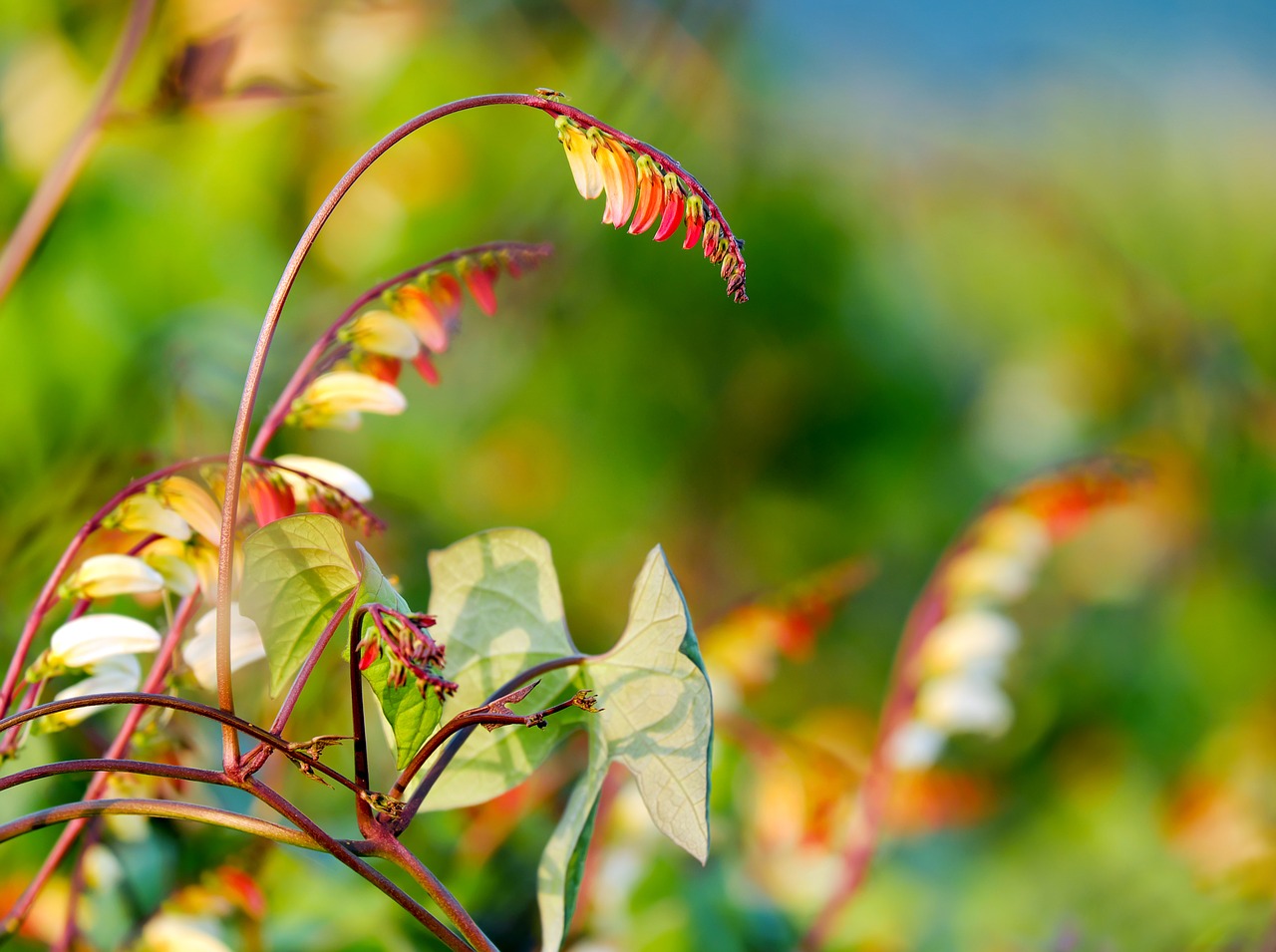 star winds quamoclit lobata flower free photo