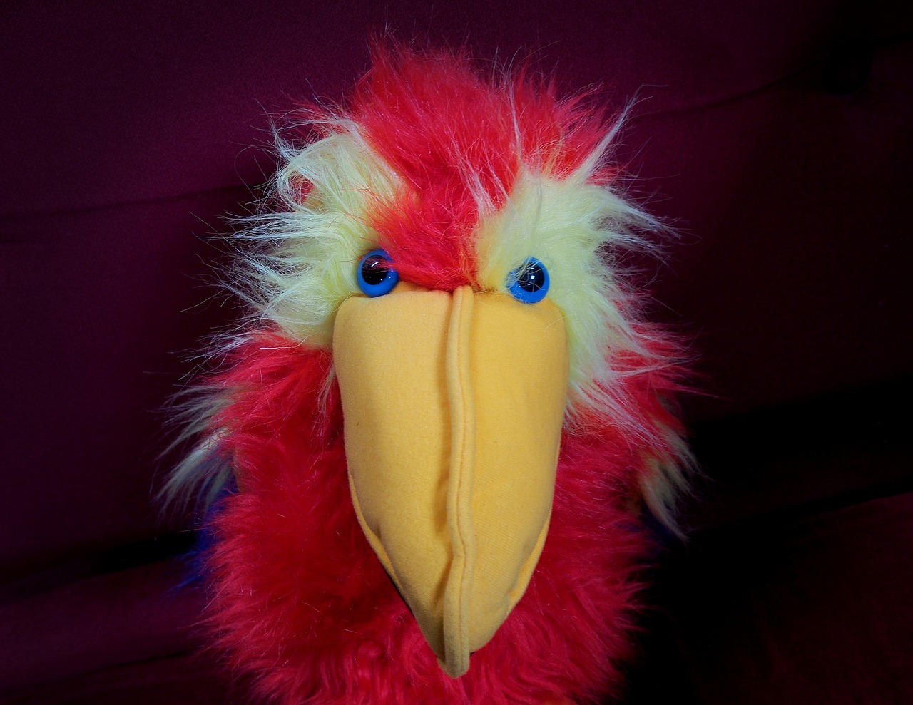 stare parrot puppet free photo
