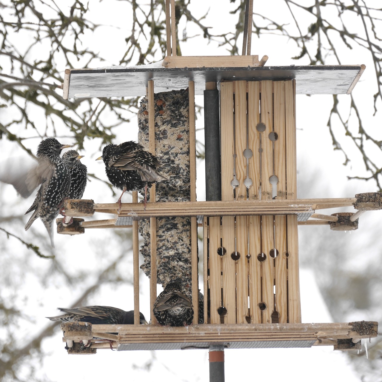 stare feeding aviary free photo