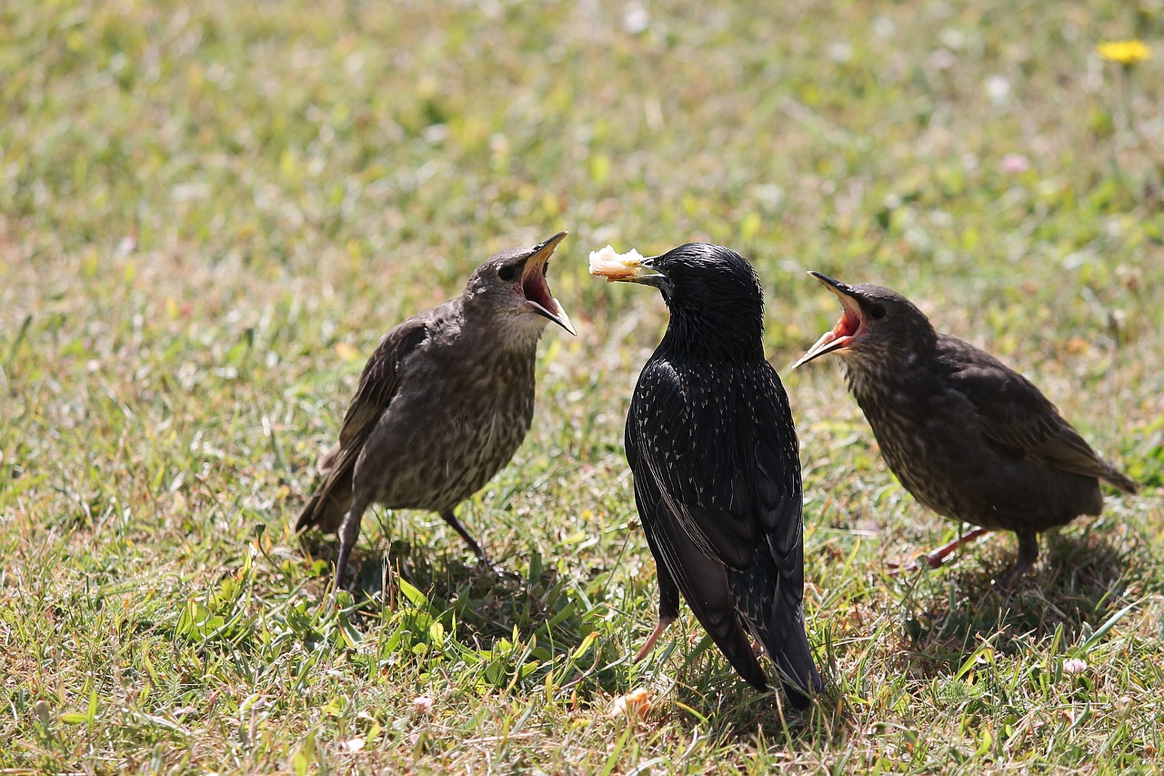 stare  young birds  star mother free photo