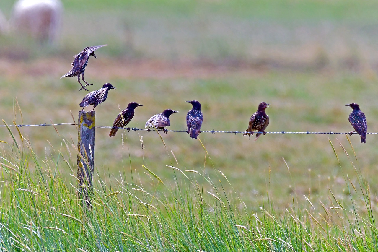 stare  sturnus vulgaris  fight for the best place free photo