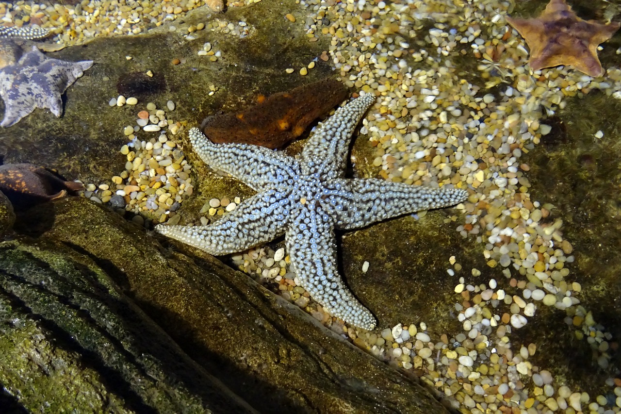 starfish fish marine free photo