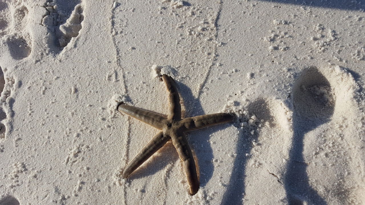 starfish ocean sea free photo