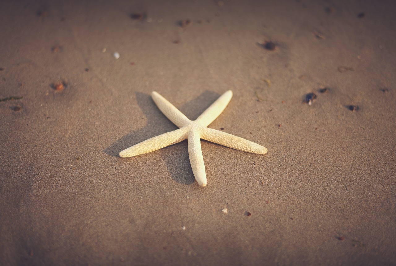 starfish sand beach free photo