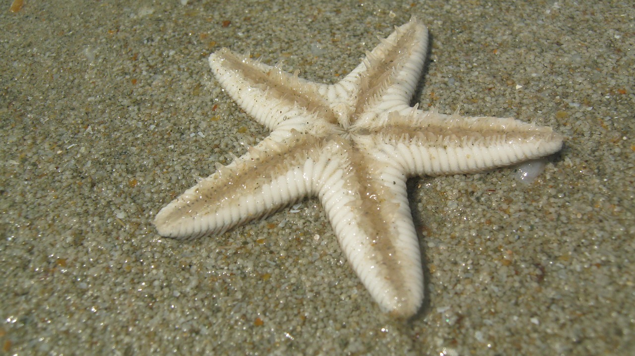 starfish beach goa free photo