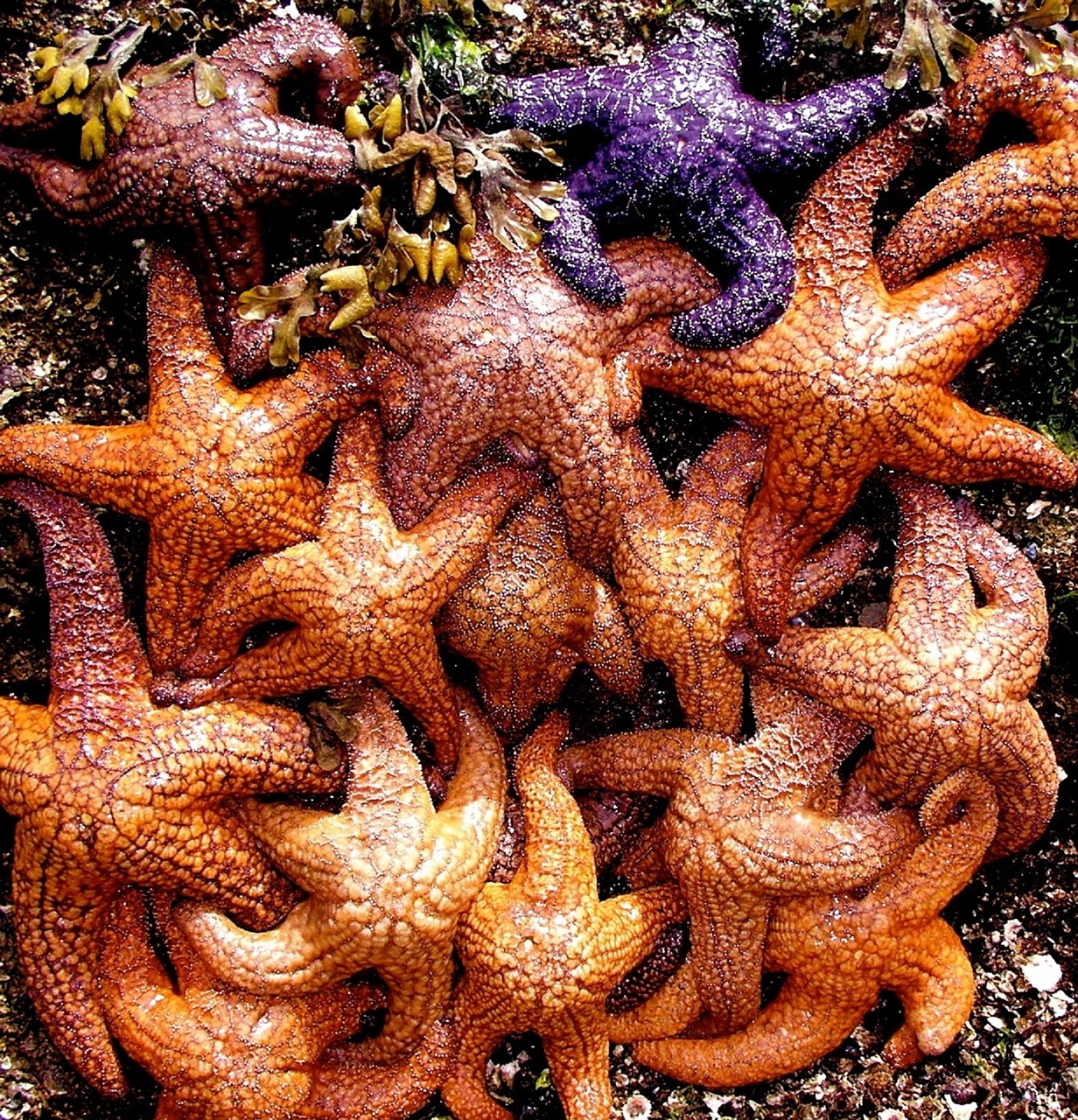 starfish ocean living free photo