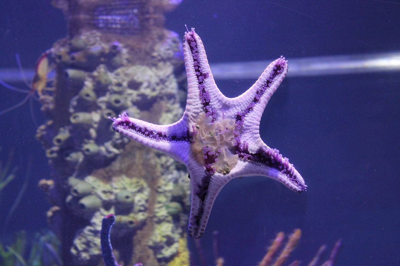 starfish aquarium starfish-tank free photo