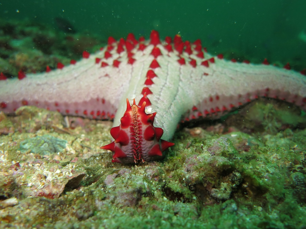 starfish echinoderm sea star free photo