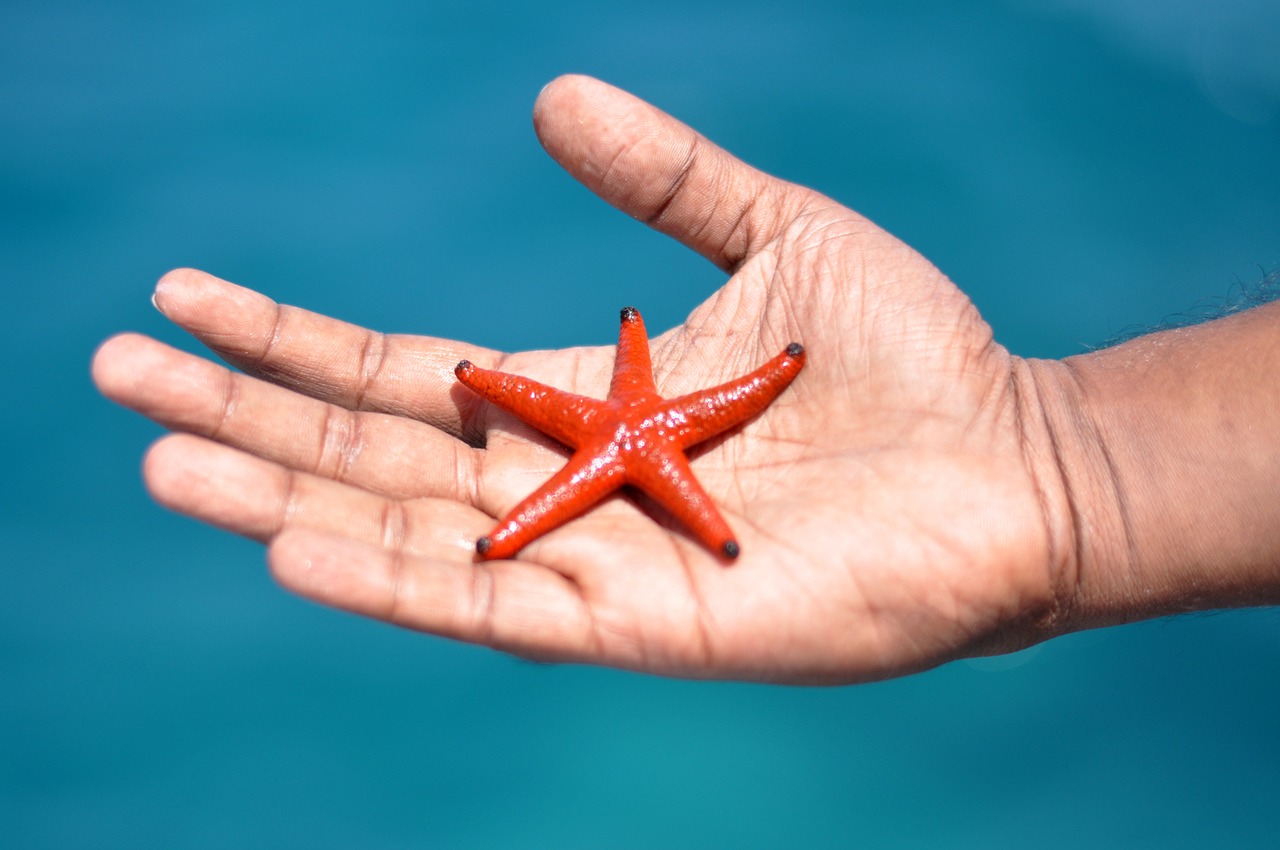 starfish hand animal free photo