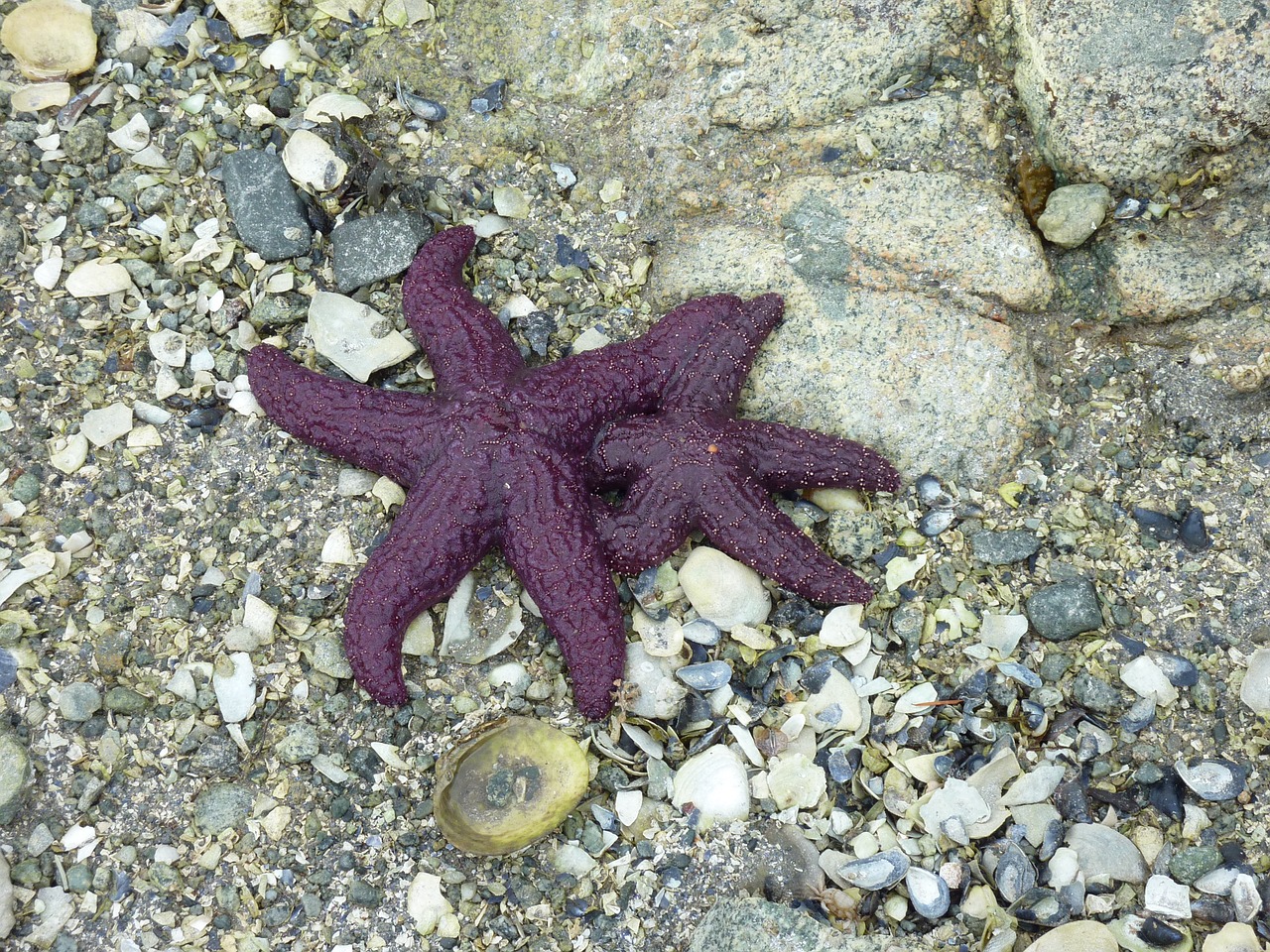 starfish beach fund free photo