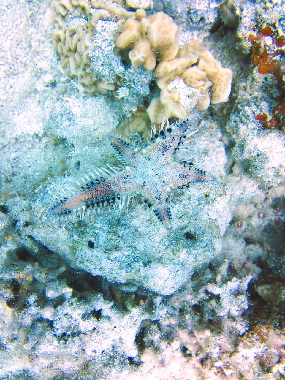 starfish ocean underwater free photo