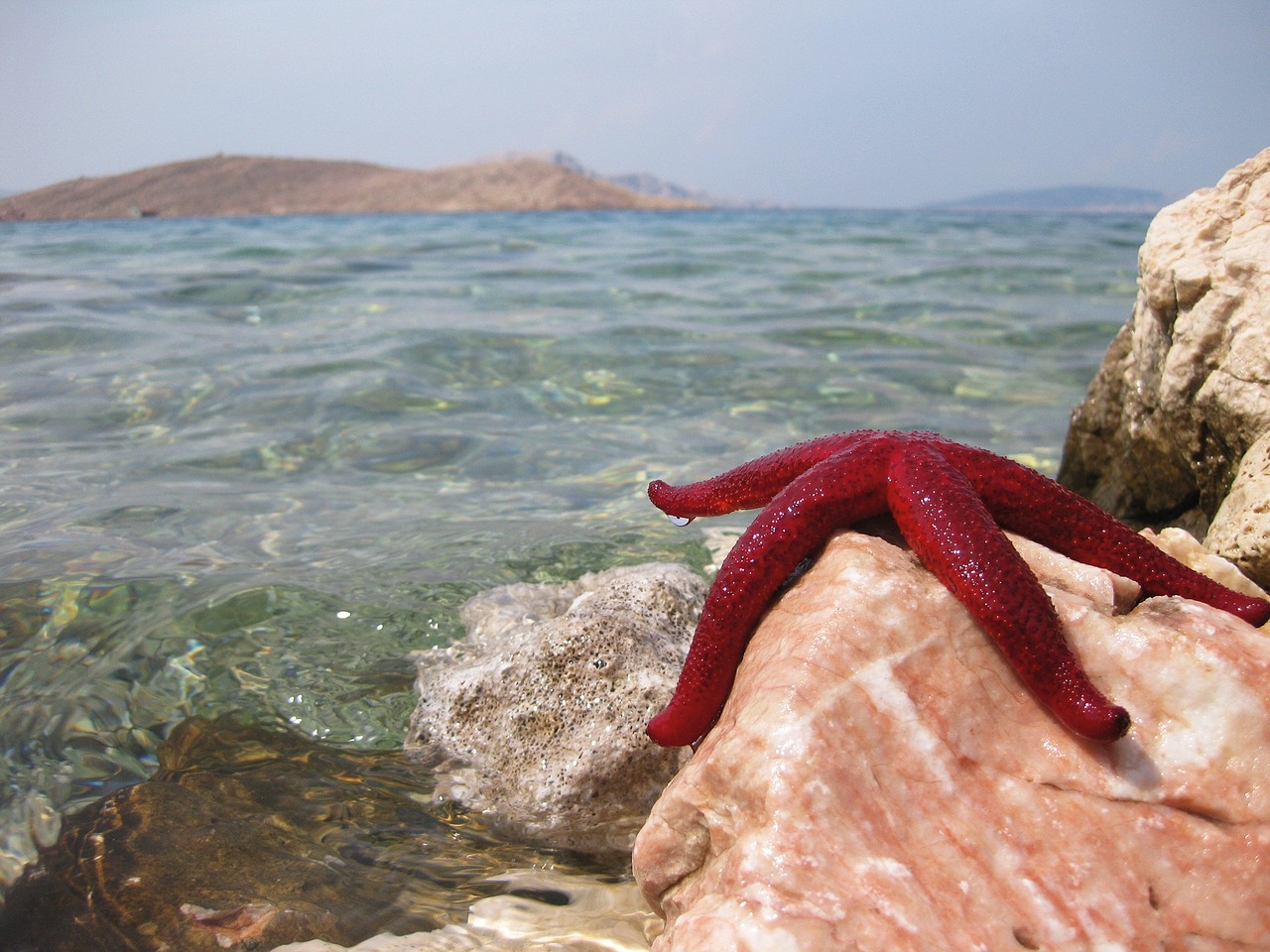 starfish sea beach free photo