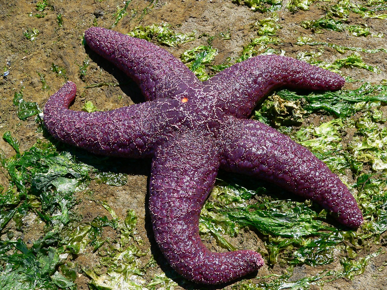 starfish sea sea animal free photo