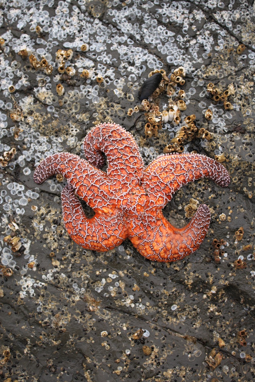 starfish beach barnacles free photo