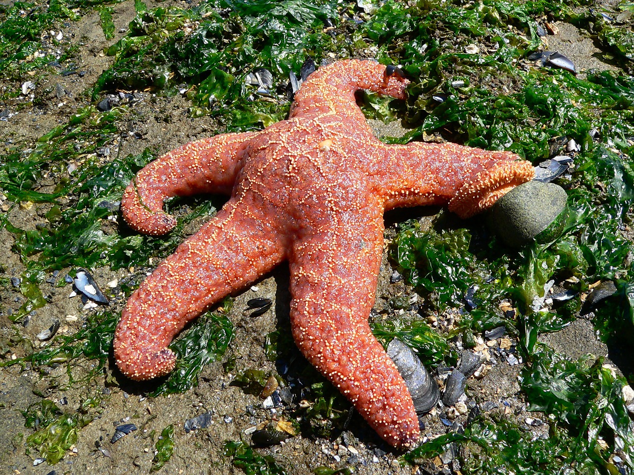 Starfish,pacific,nature,aquatic animal,marine life - free image from ...