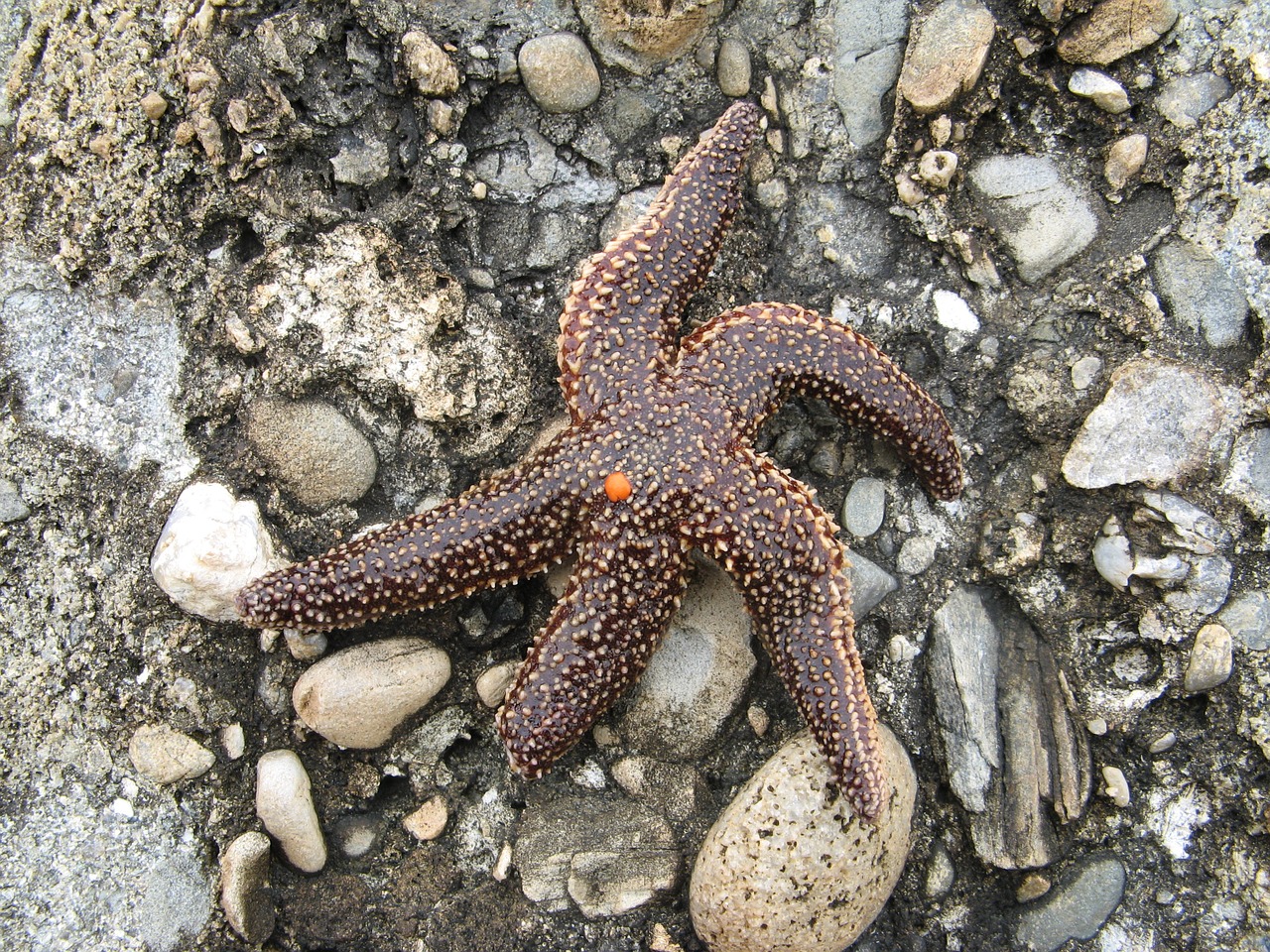 starfish beach rocks free photo