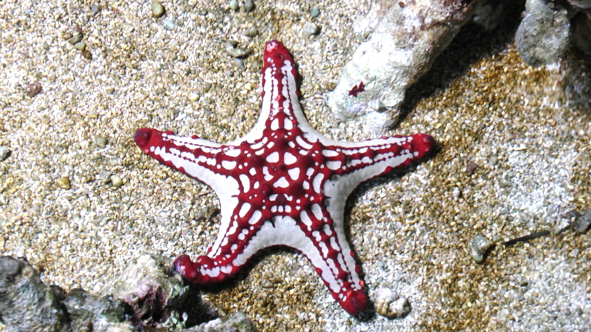 sea starfish ocean free photo
