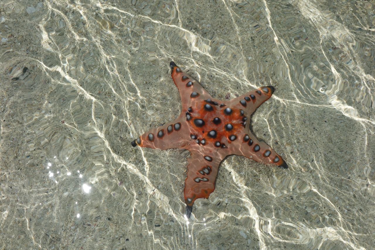 starfish sea diving free photo