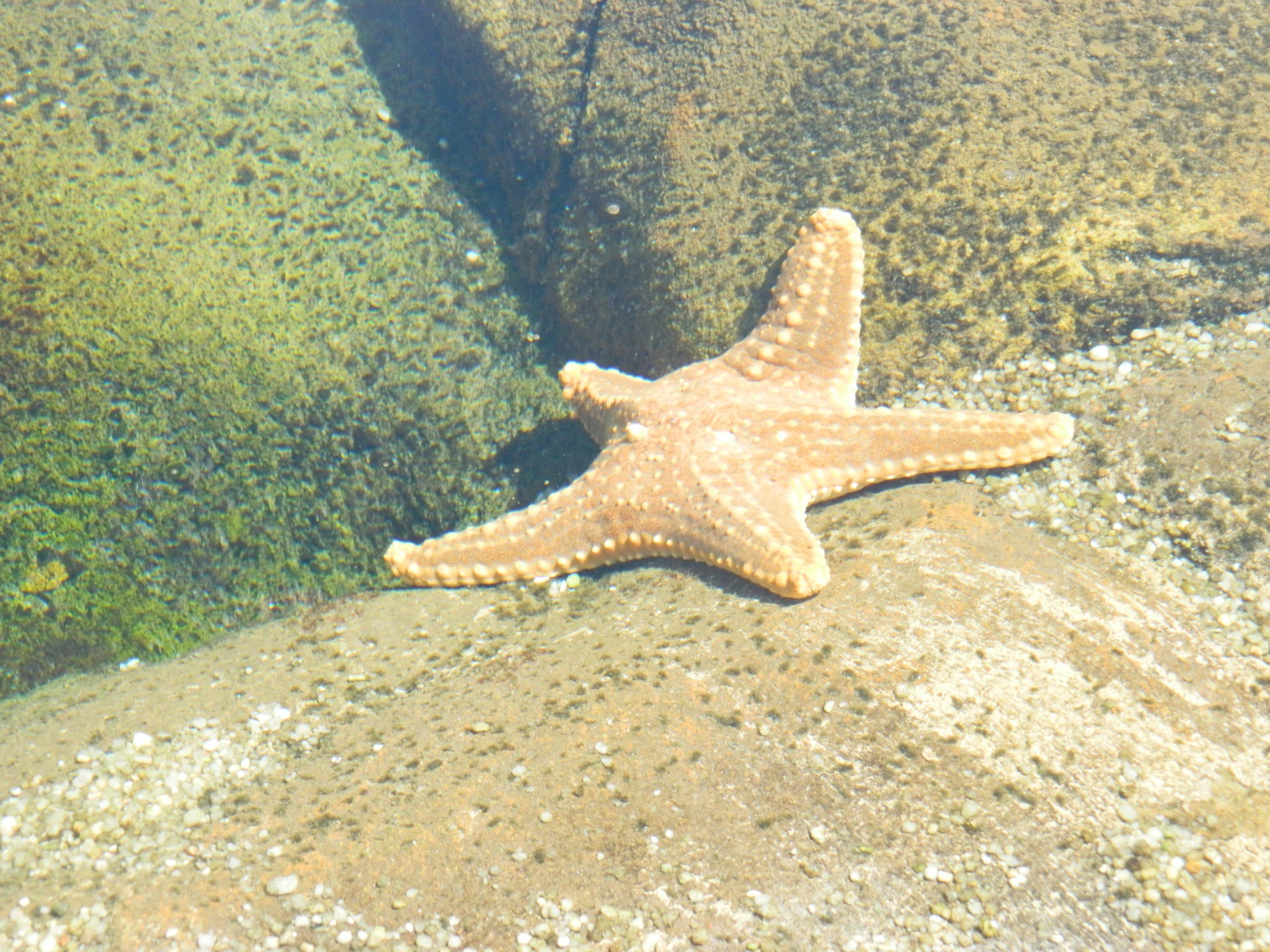 fish starfish beach free photo
