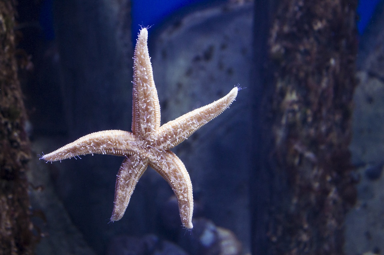 starfish mosakvarium star free photo