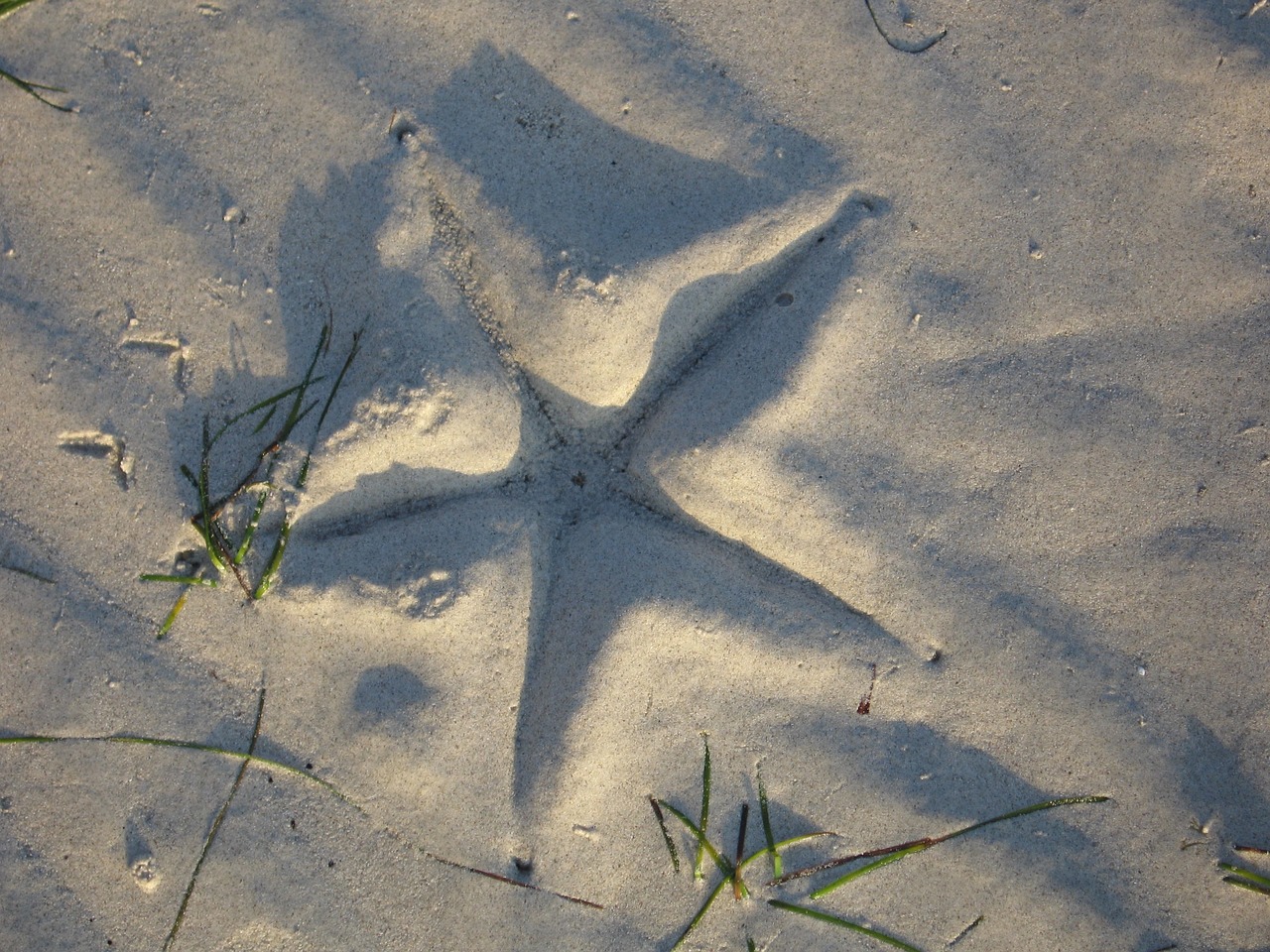 starfish beach sea free photo