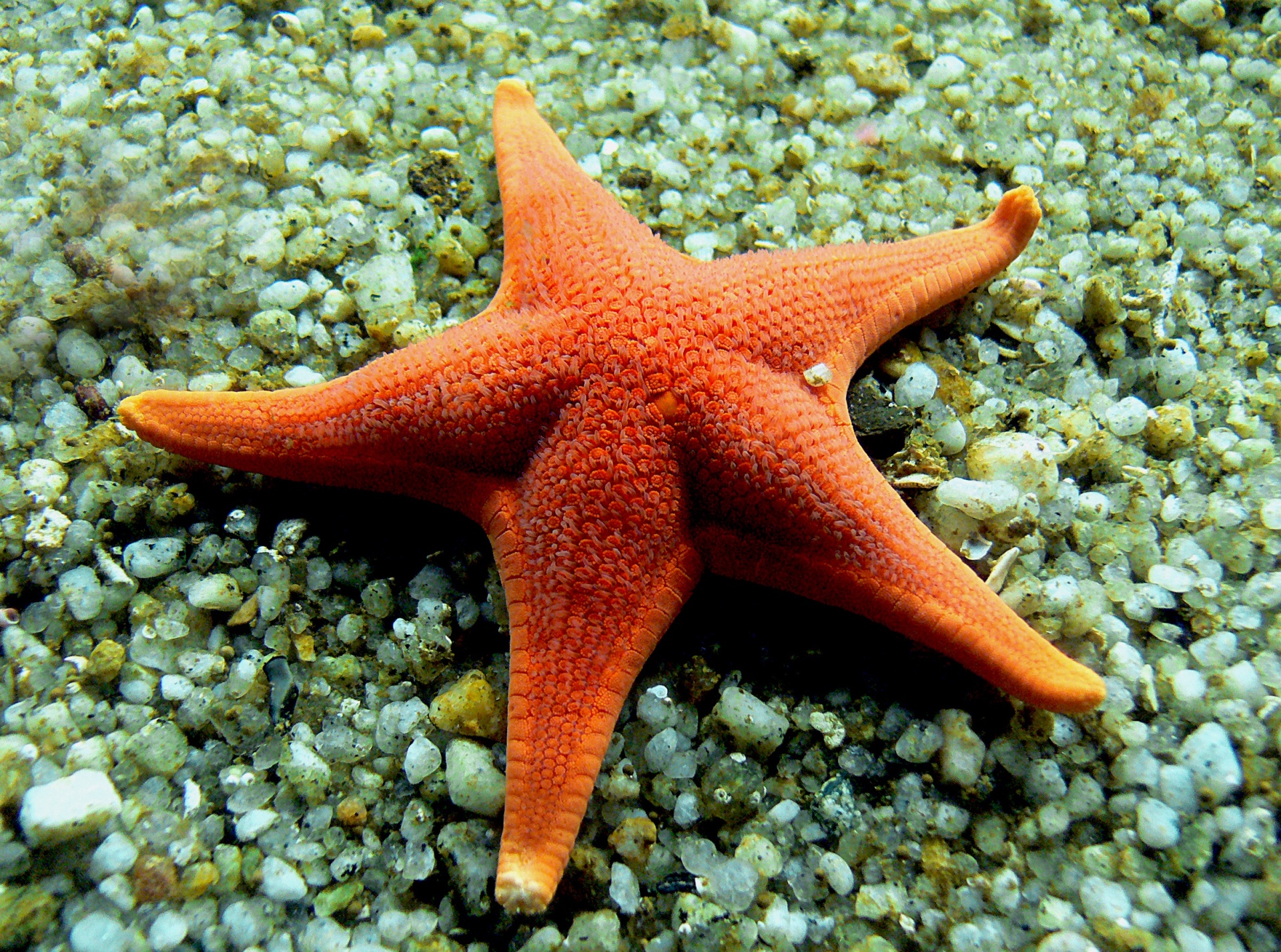 starfish water sea star free photo
