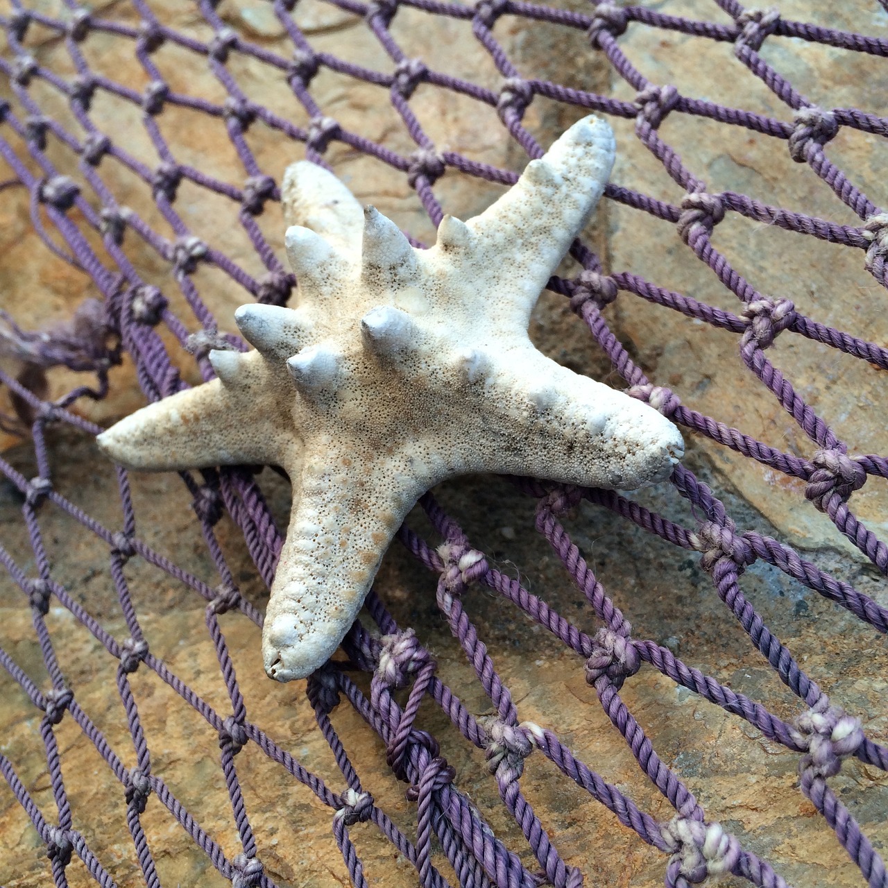 starfish fishing net marine free photo
