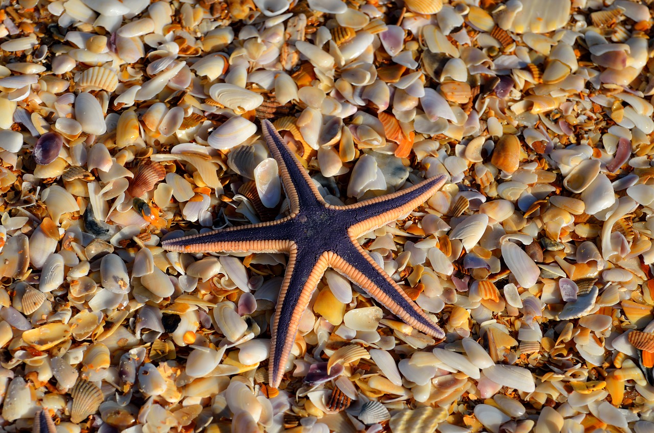 starfish wildlife nature free photo