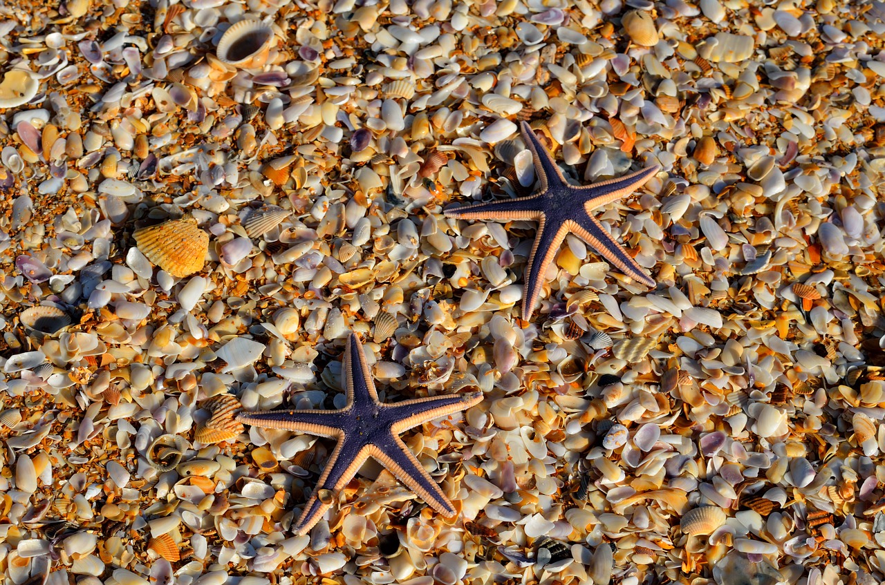 starfish wildlife nature free photo