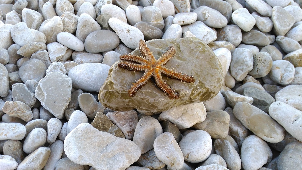 starfish animals sea free photo