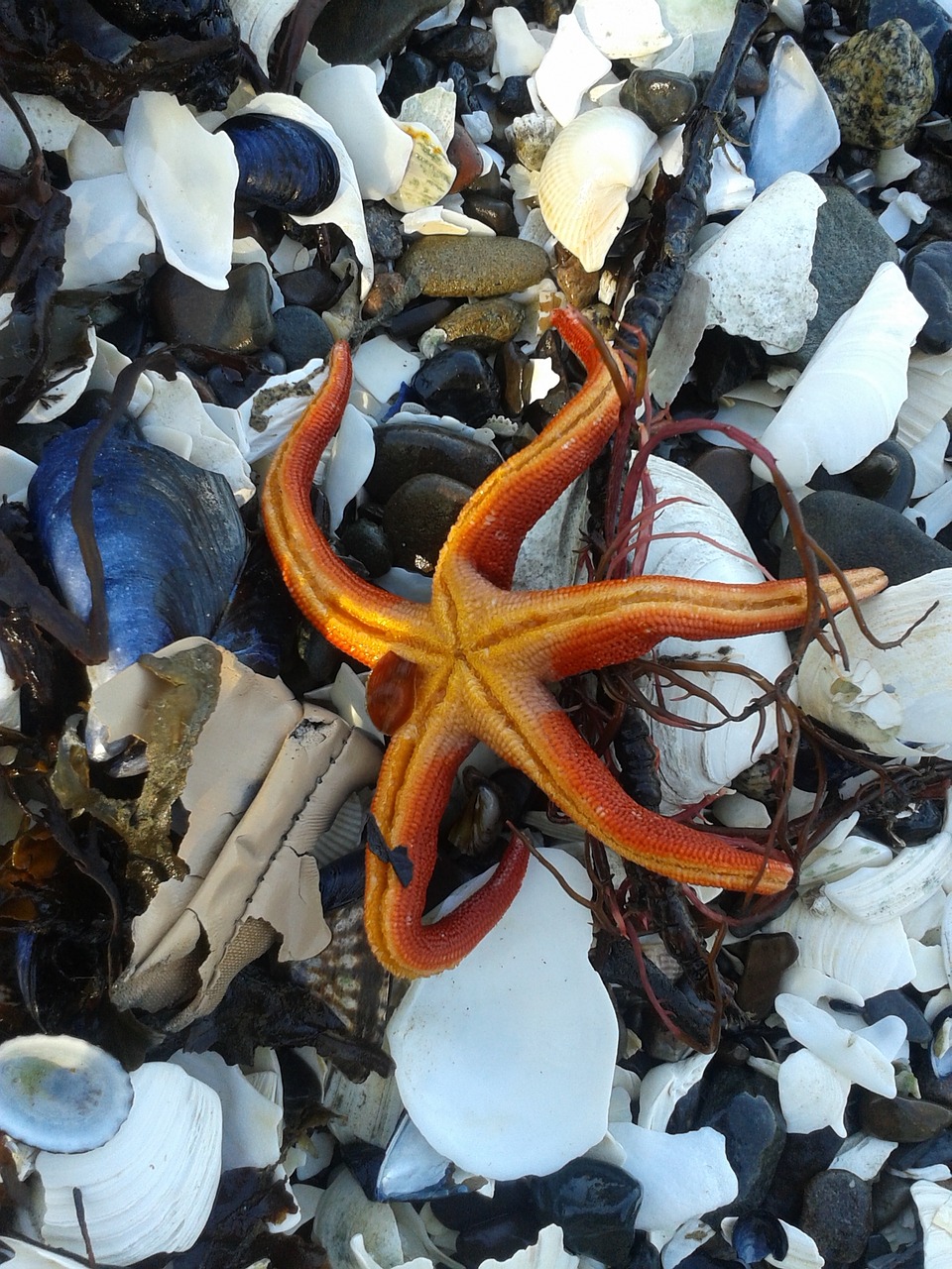 starfish ocean shells free photo