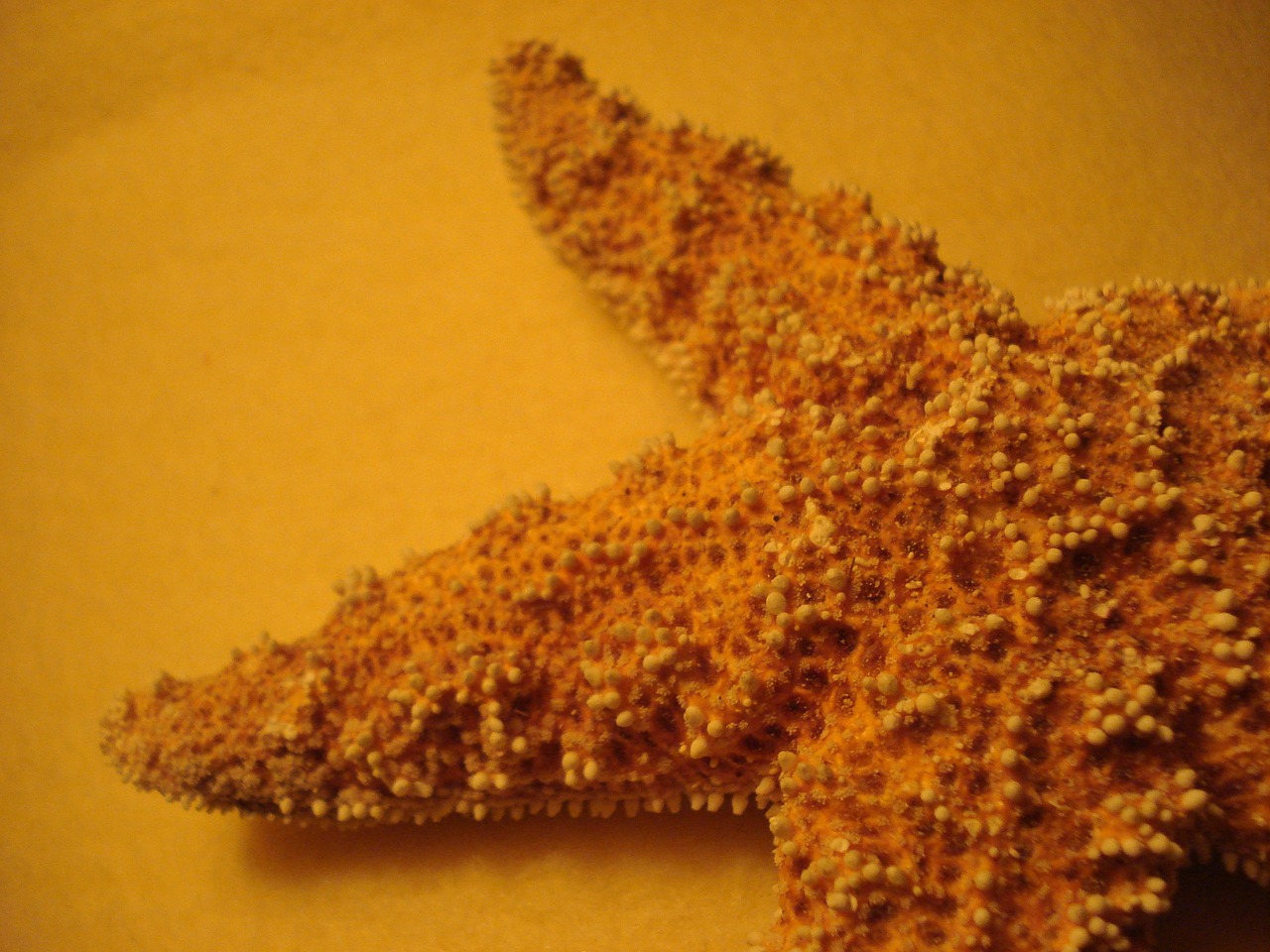 starfish orange close free photo
