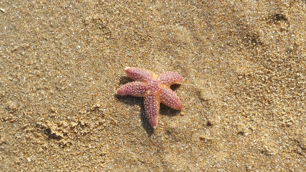 starfish katwijk holland free photo