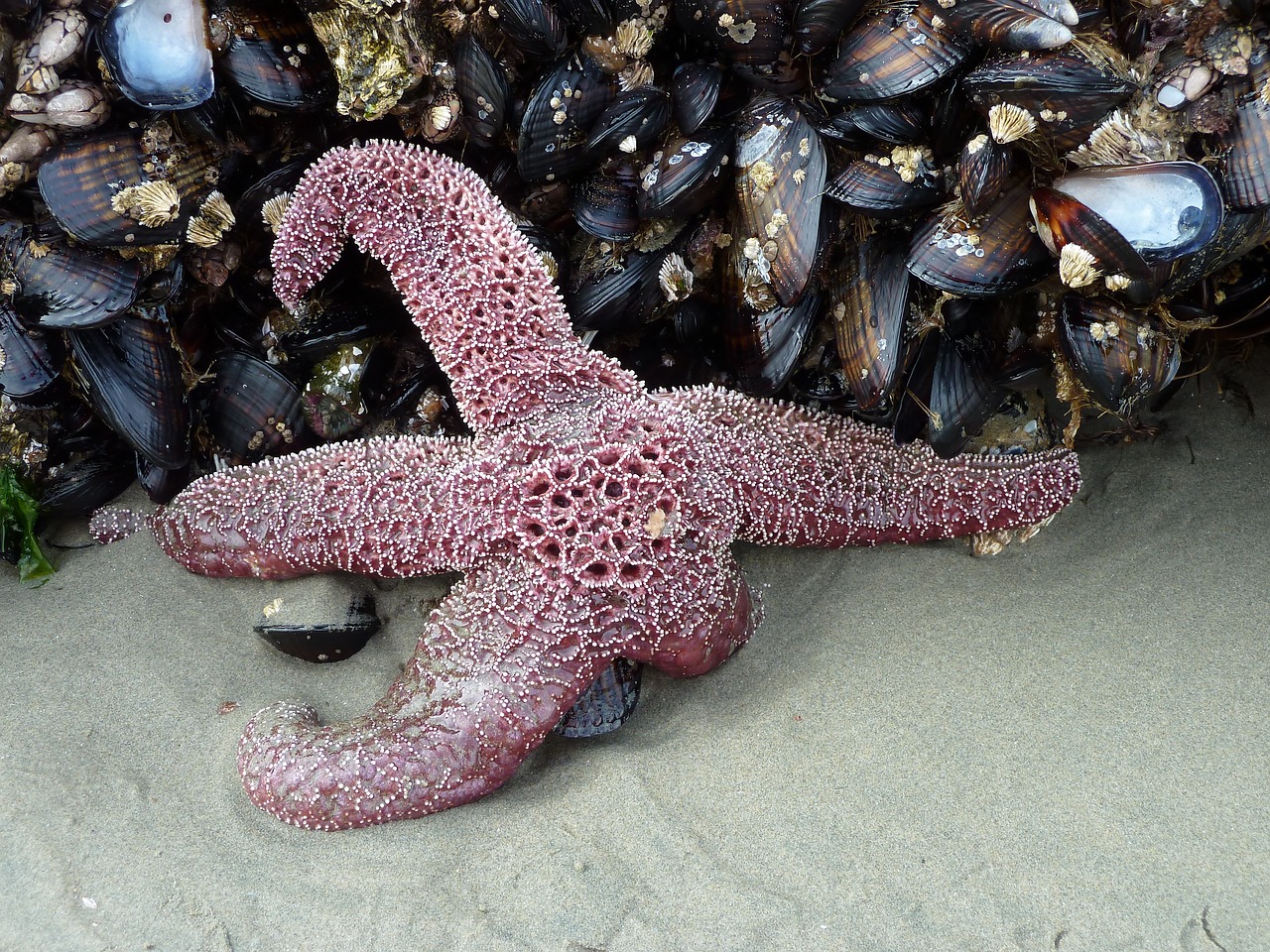 starfish mussels beach free photo