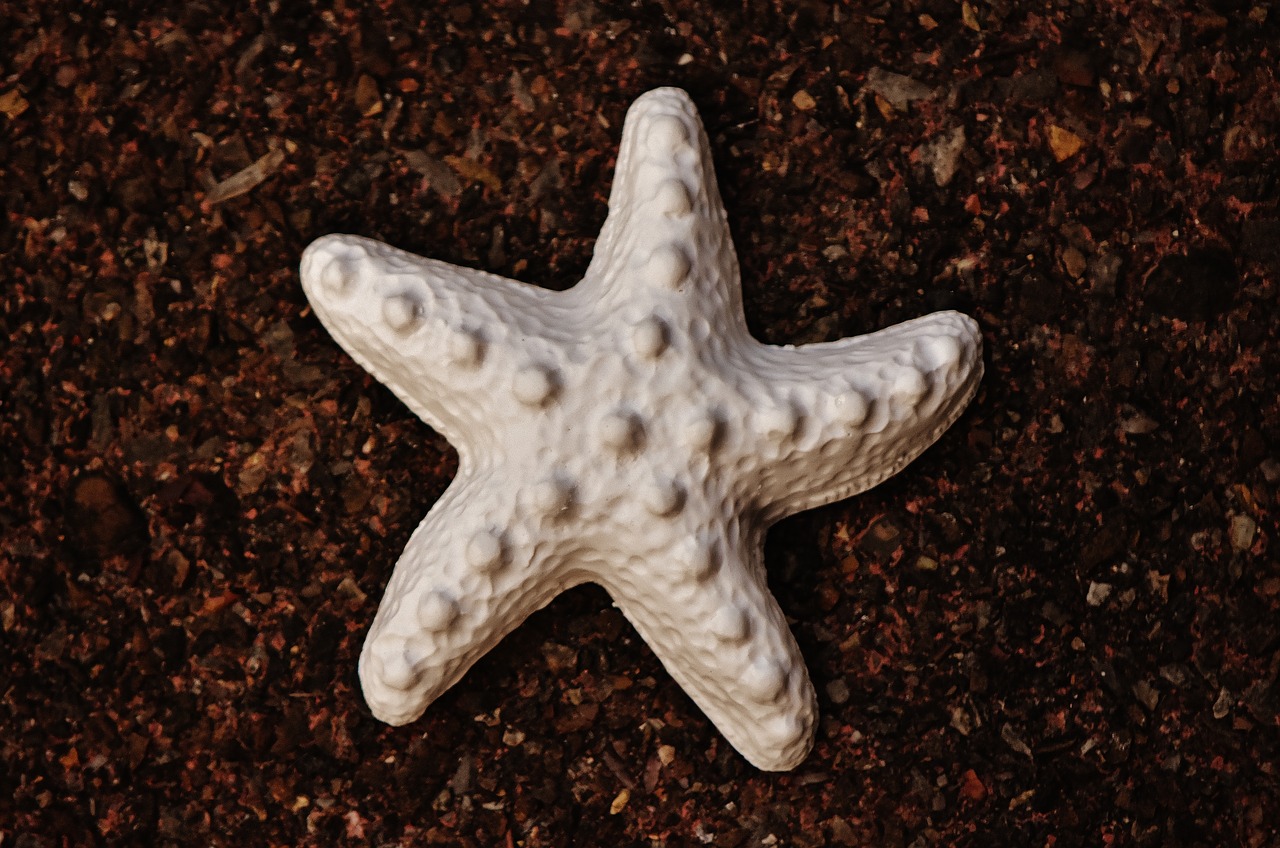 starfish gypsum blank free photo