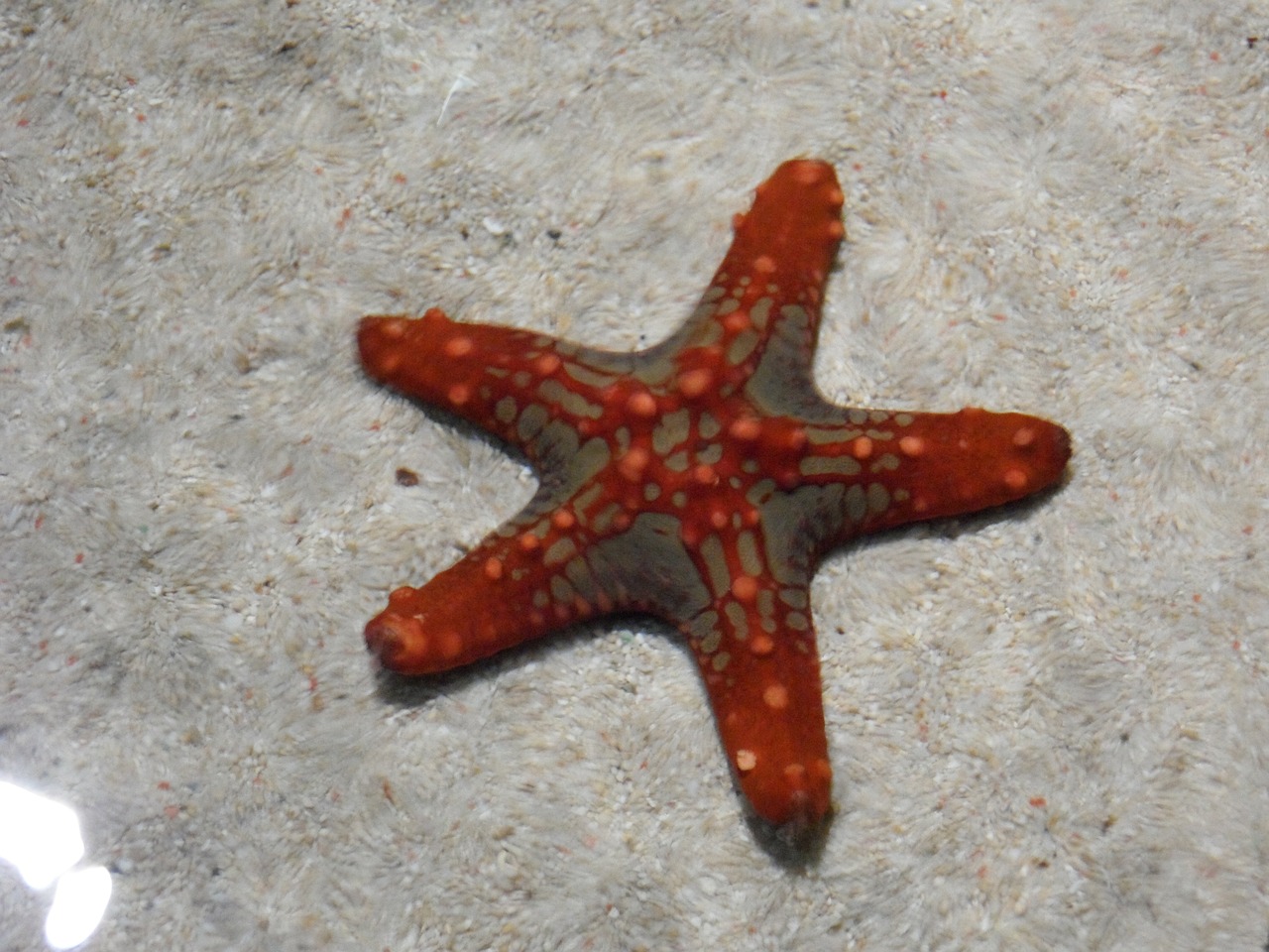 starfish red water free photo