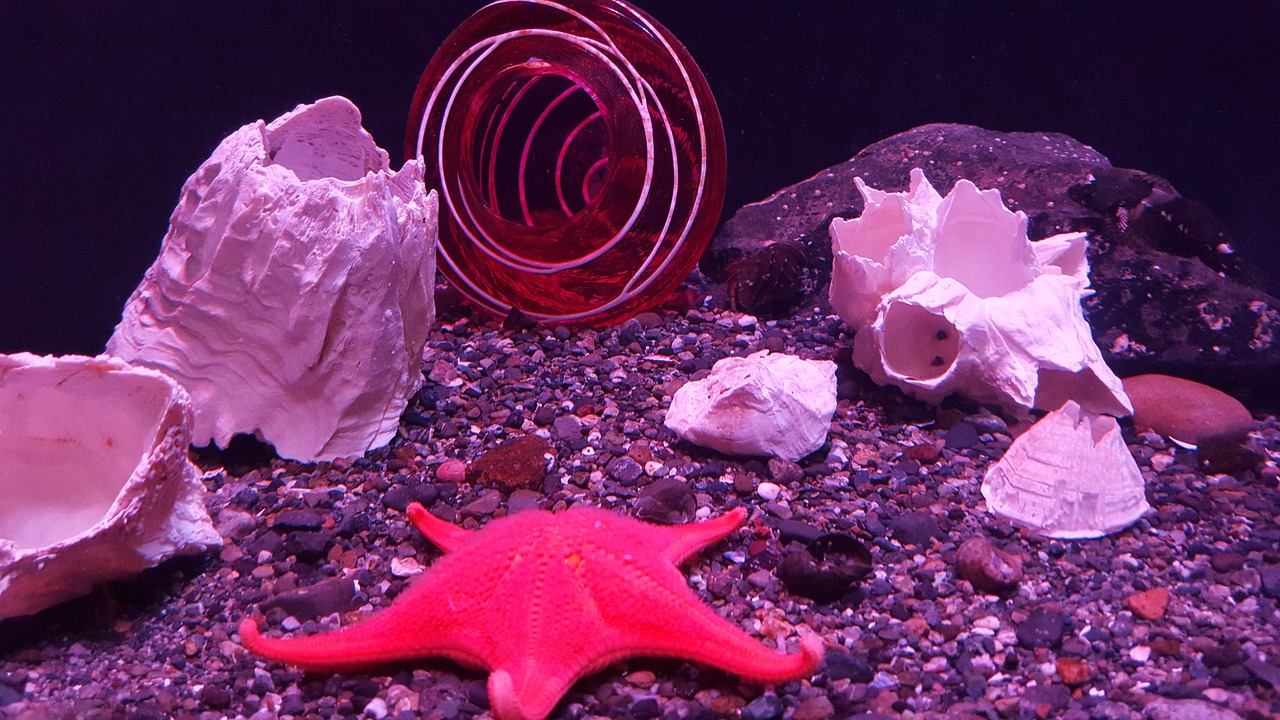 starfish seastar ocean free photo