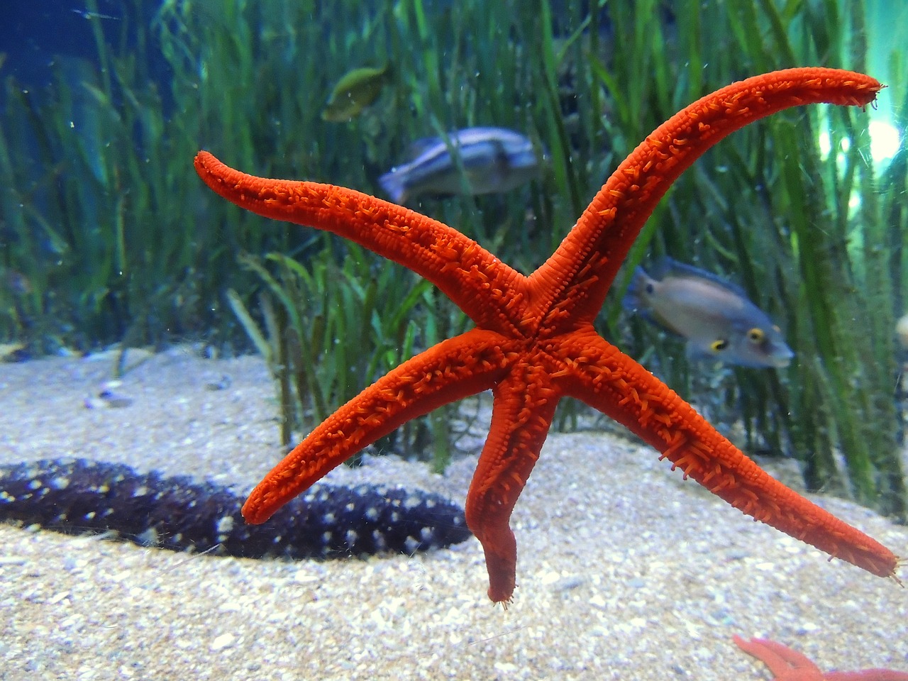starfish water sea free photo