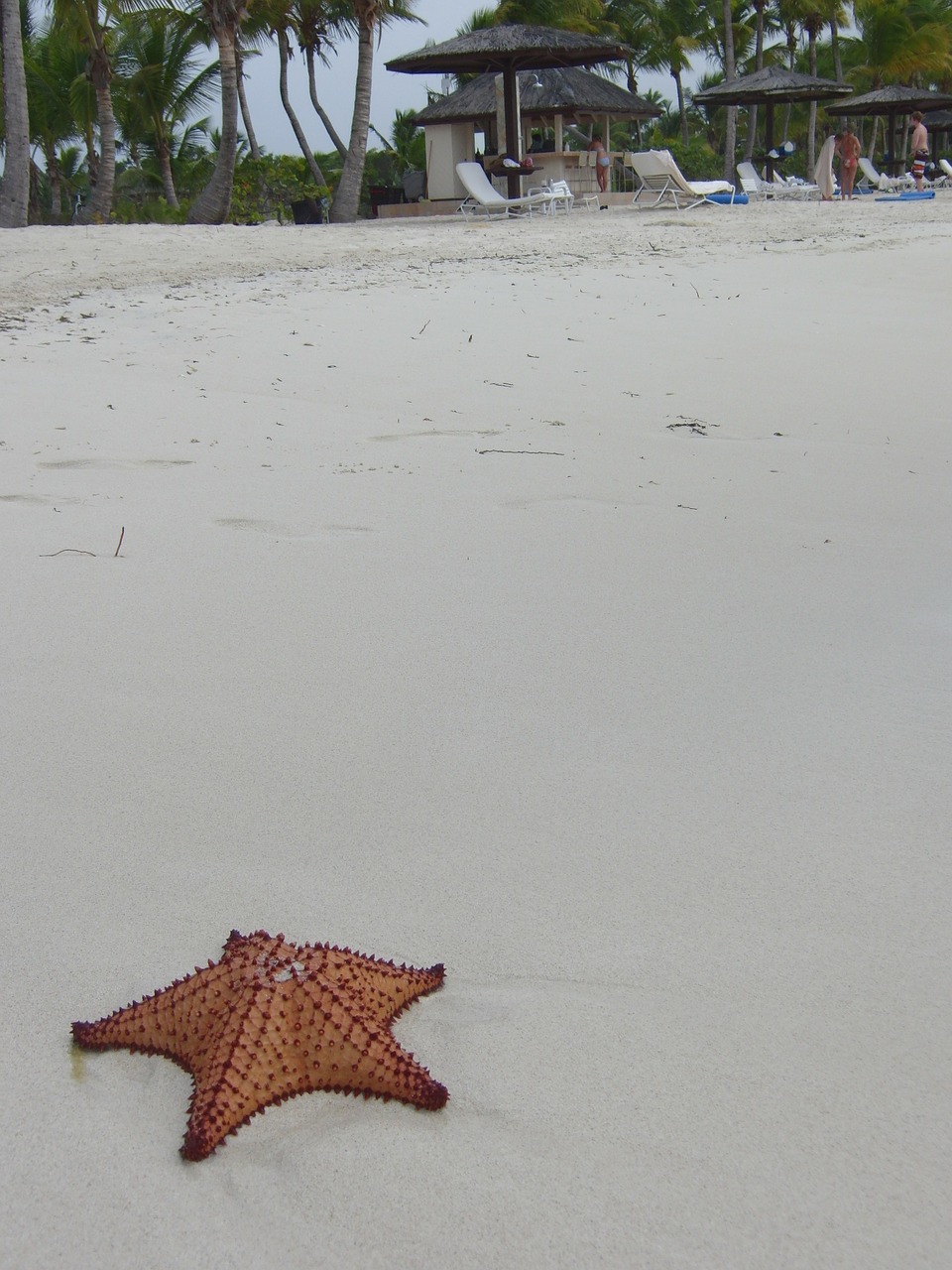 starfish beach sand free photo