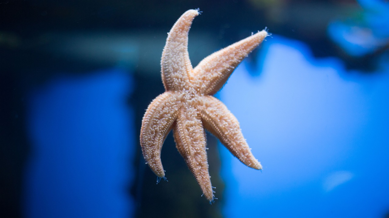 starfish moscow aquarium free photo