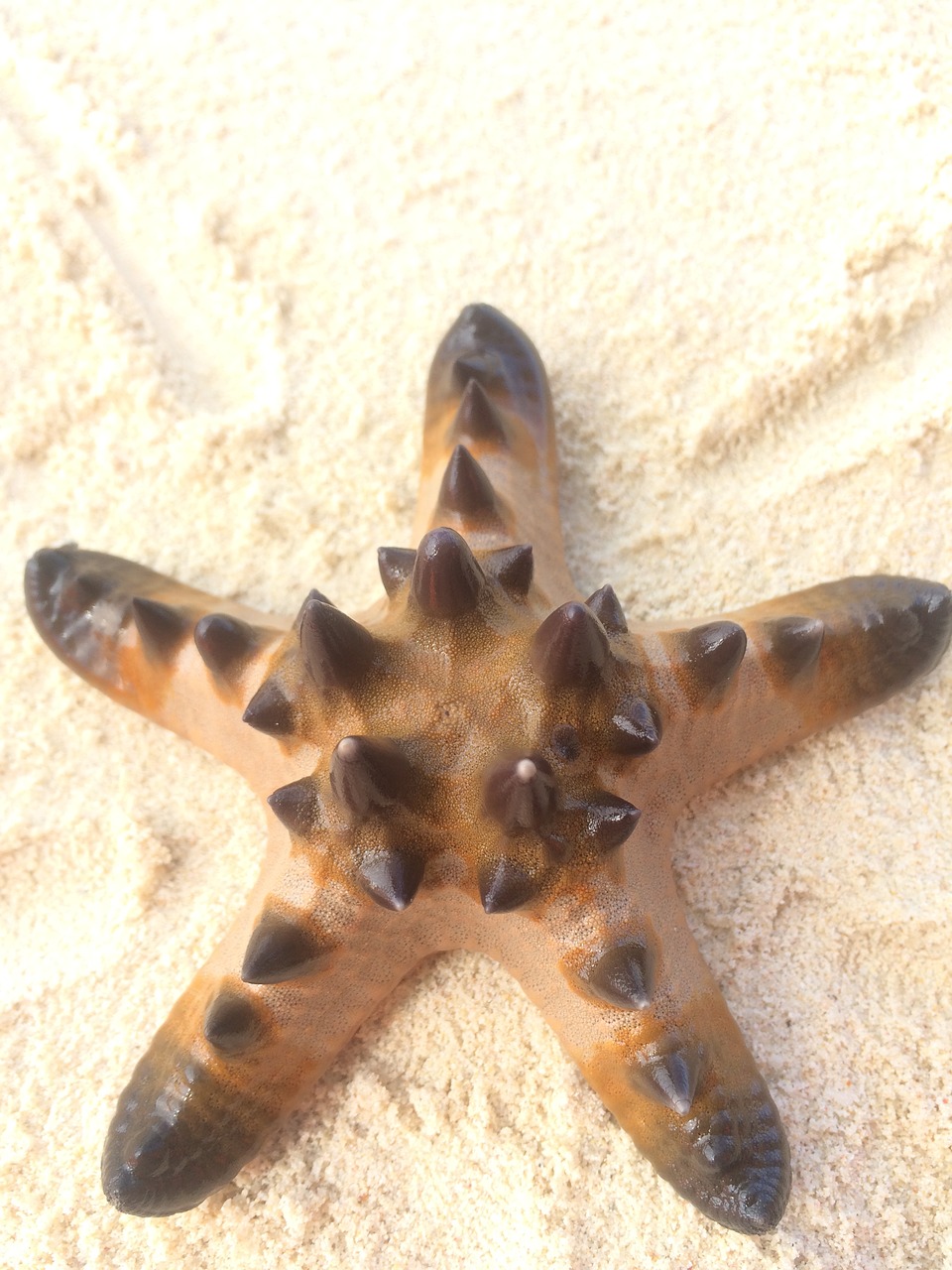 starfish beach white sand free photo