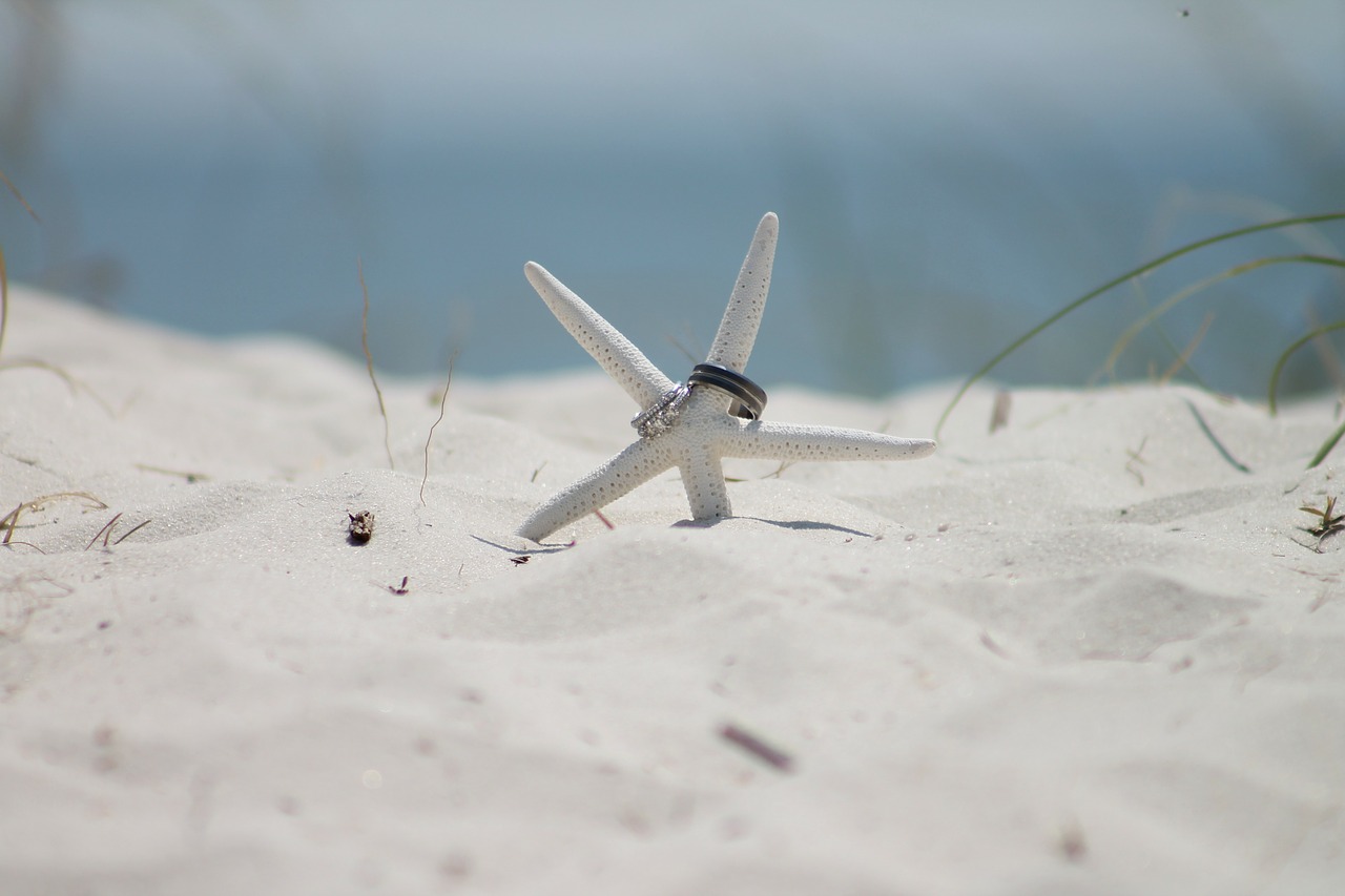 starfish sand beach free photo