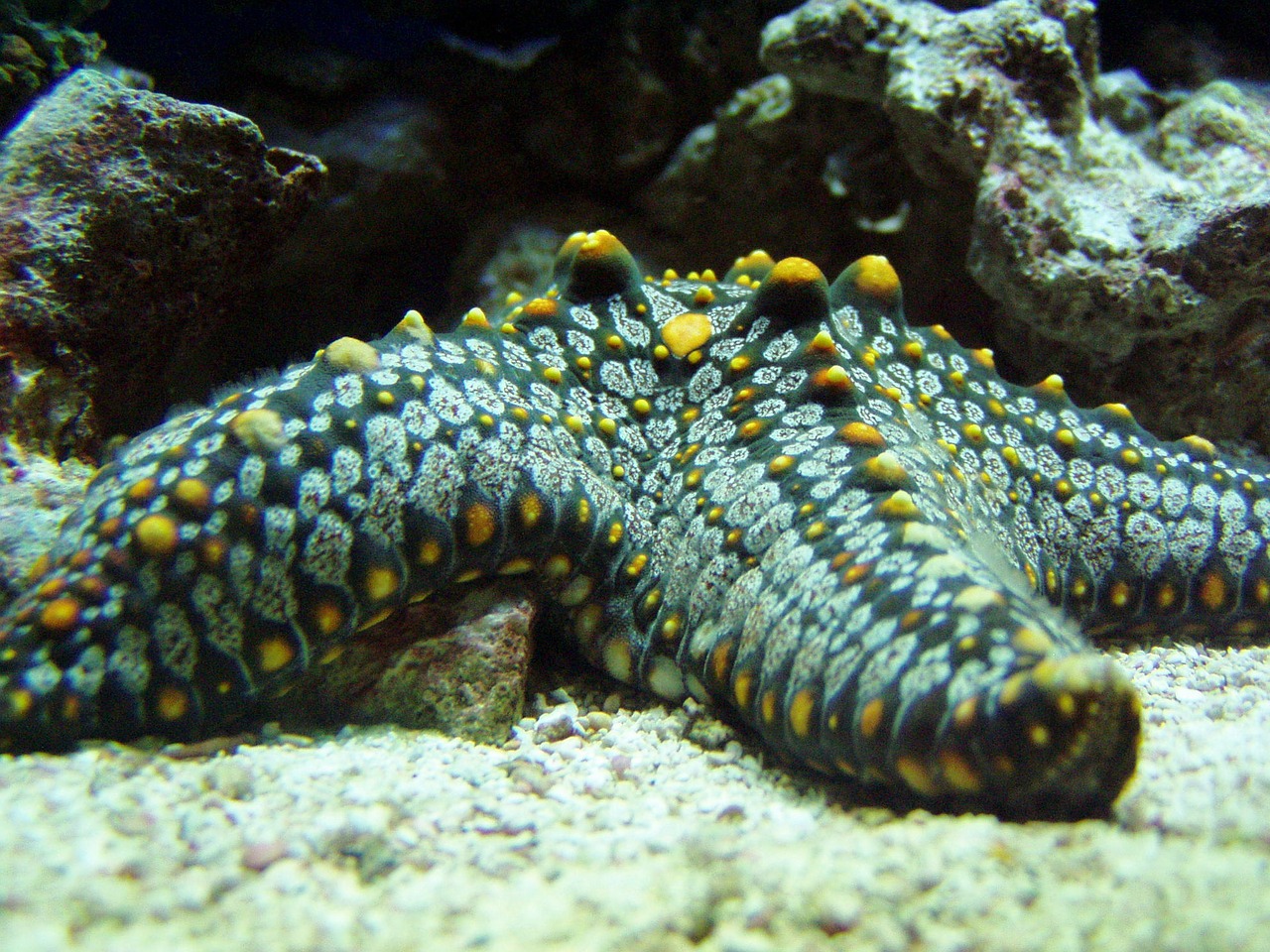 starfish marine sea life free photo