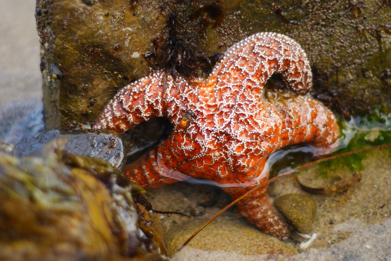 starfish ocean tidepoon free photo