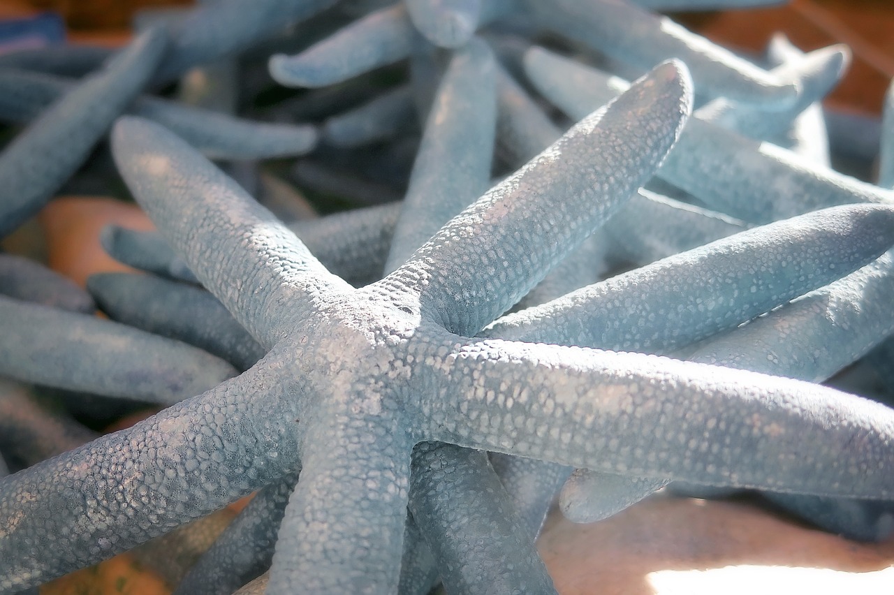 starfish sea ocean free photo